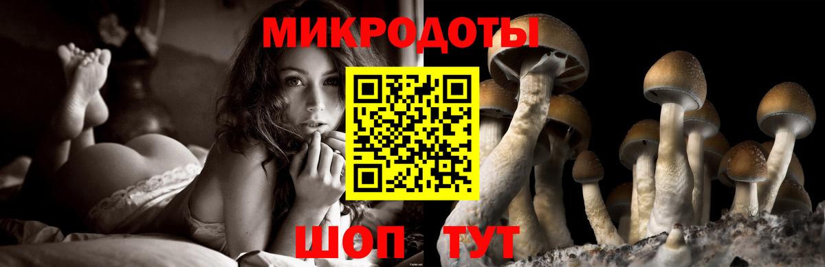 Волхов  Псилоцибиновые грибы Cubensis  Вход с VPN 